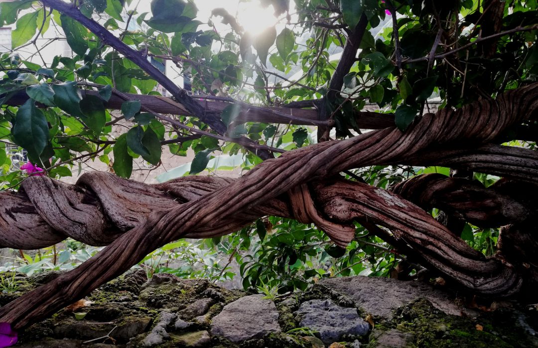 Trenza, Malinalco, Edo Mex