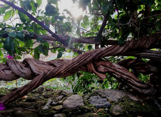 Trenza, Malinalco, Edo Mex